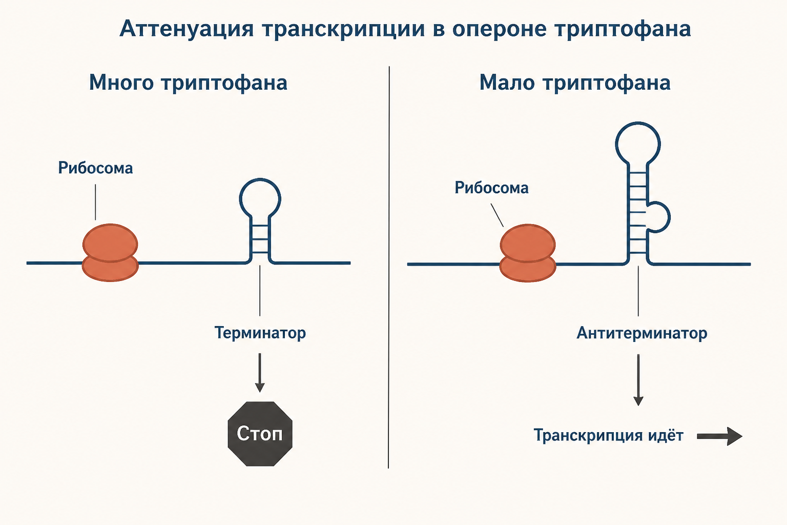 Схема триптофанового оперона: лидер, терминатор и антитерминатор