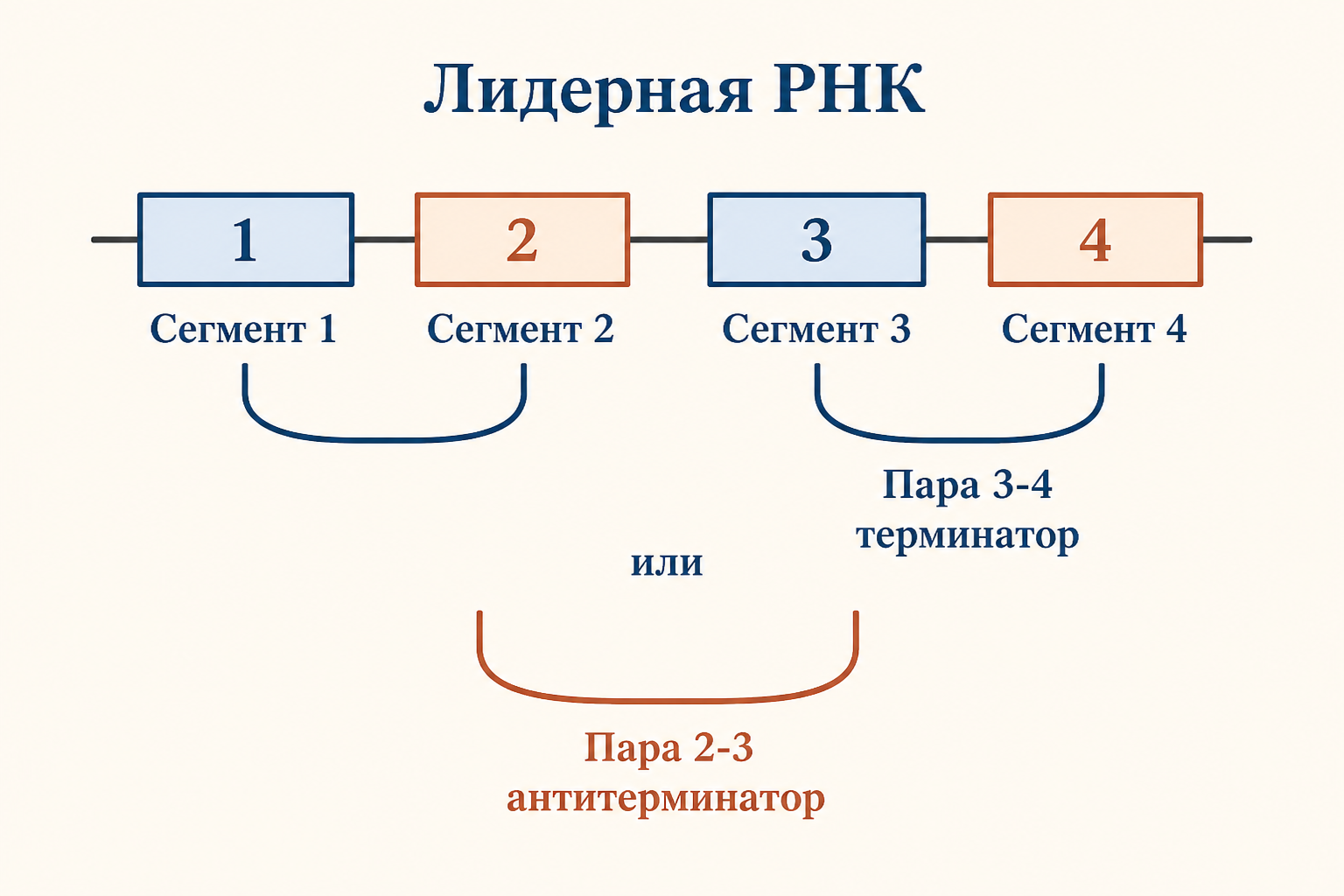 Лидерная РНК и две альтернативные укладки сегментов