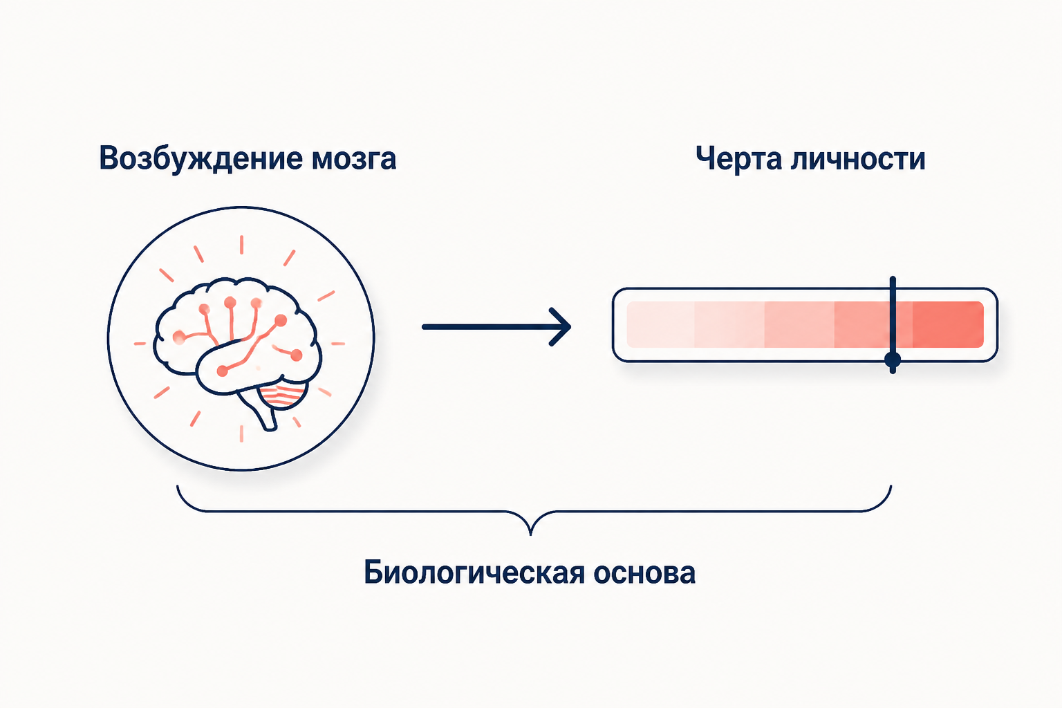 Схема биологической основы факторов: возбуждение нервной системы как причина выраженности черты личности