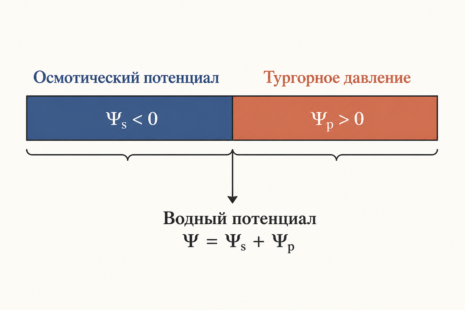 Схема сил водного потенциала растительной клетки: осмотический и тургорный компонент
