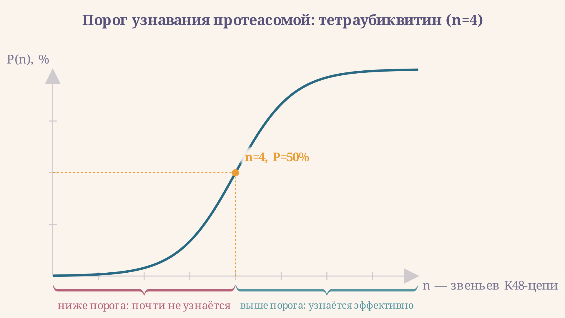 Порог узнавания протеасомой: вероятность деградации белка резко растёт с длиной K48-полиубиквитиновой цепи и выходит на плато после четырёх звеньев убиквитина