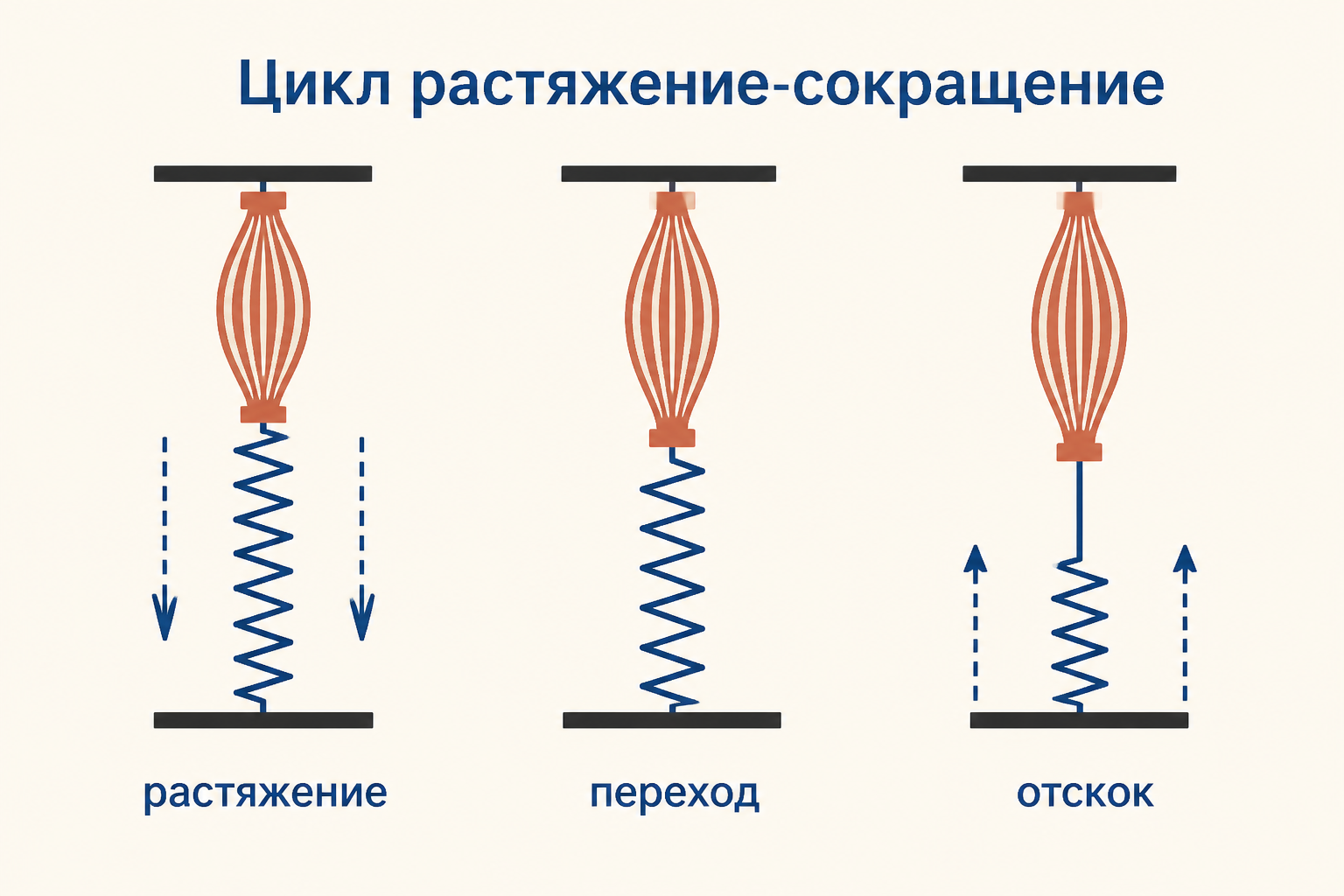 Три фазы цикла растяжение-сокращение: быстрое растяжение мышцы при приземлении, короткий переход и мгновенный отскок вверх - энергия упругой деформации возвращается в отталкивание