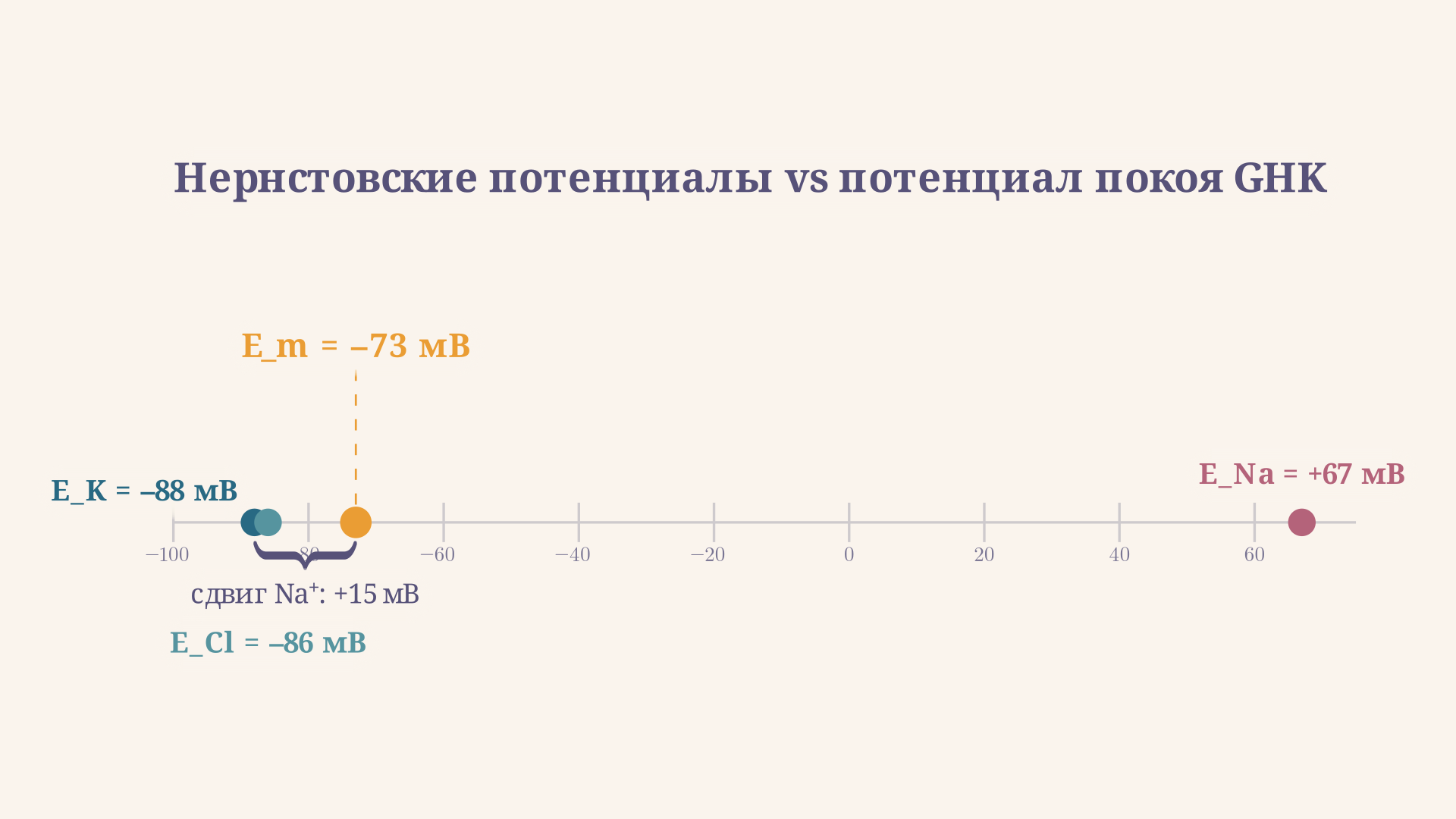 Нернстовские потенциалы K+, Na+ и Cl- относительно рассчитанного E_m покоя: K+ тянет мембрану к -88 мВ, Na+ к +67 мВ, Cl- к -86 мВ