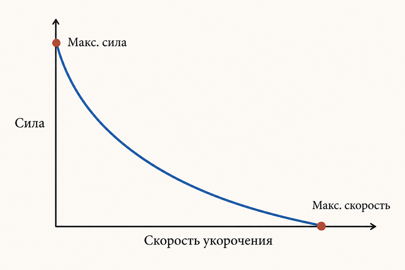 Кривая сила-скорость: гипербола Хилла между максимальной силой и максимальной скоростью укорочения