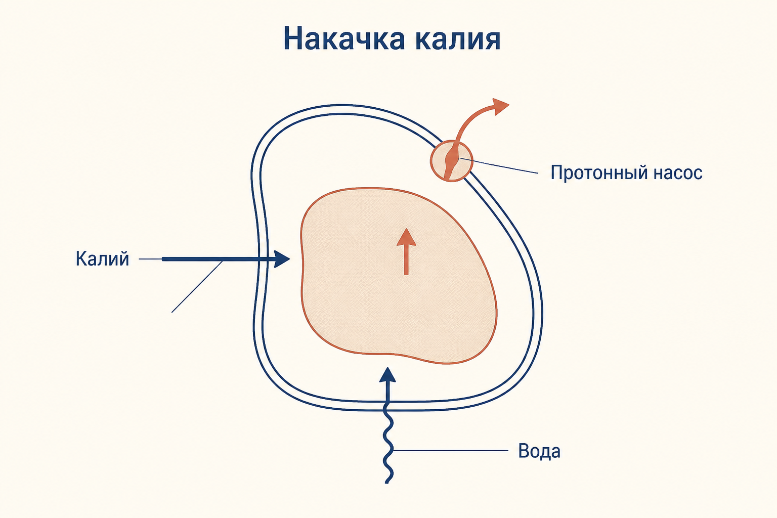 Накачка калия в замыкающую клетку: протонный насос, вход калия и приток воды