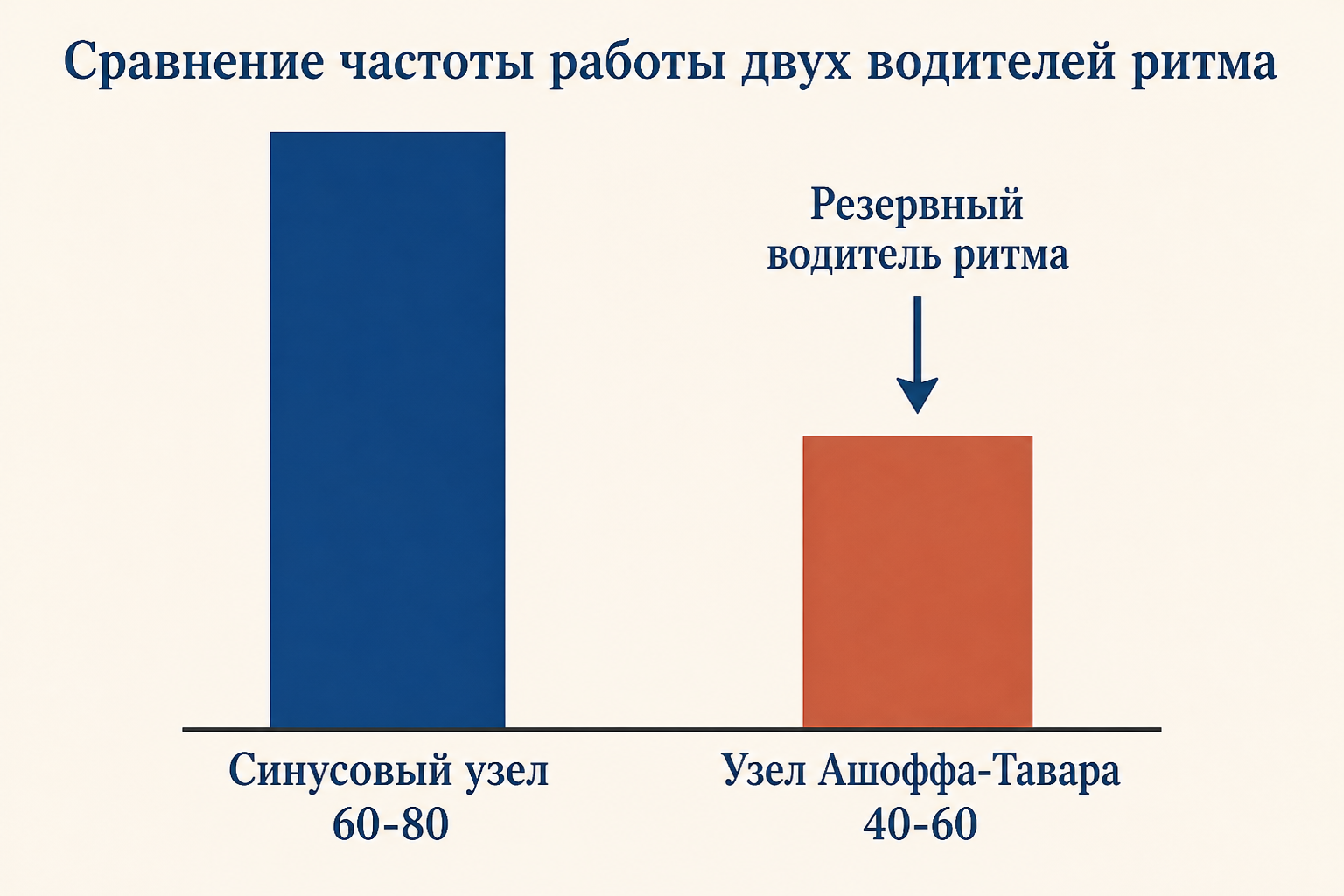 Сравнение частоты двух водителей ритма: синусовый узел 60-80 ударов, узел Ашоффа-Тавара 40-60, который служит резервным водителем ритма.