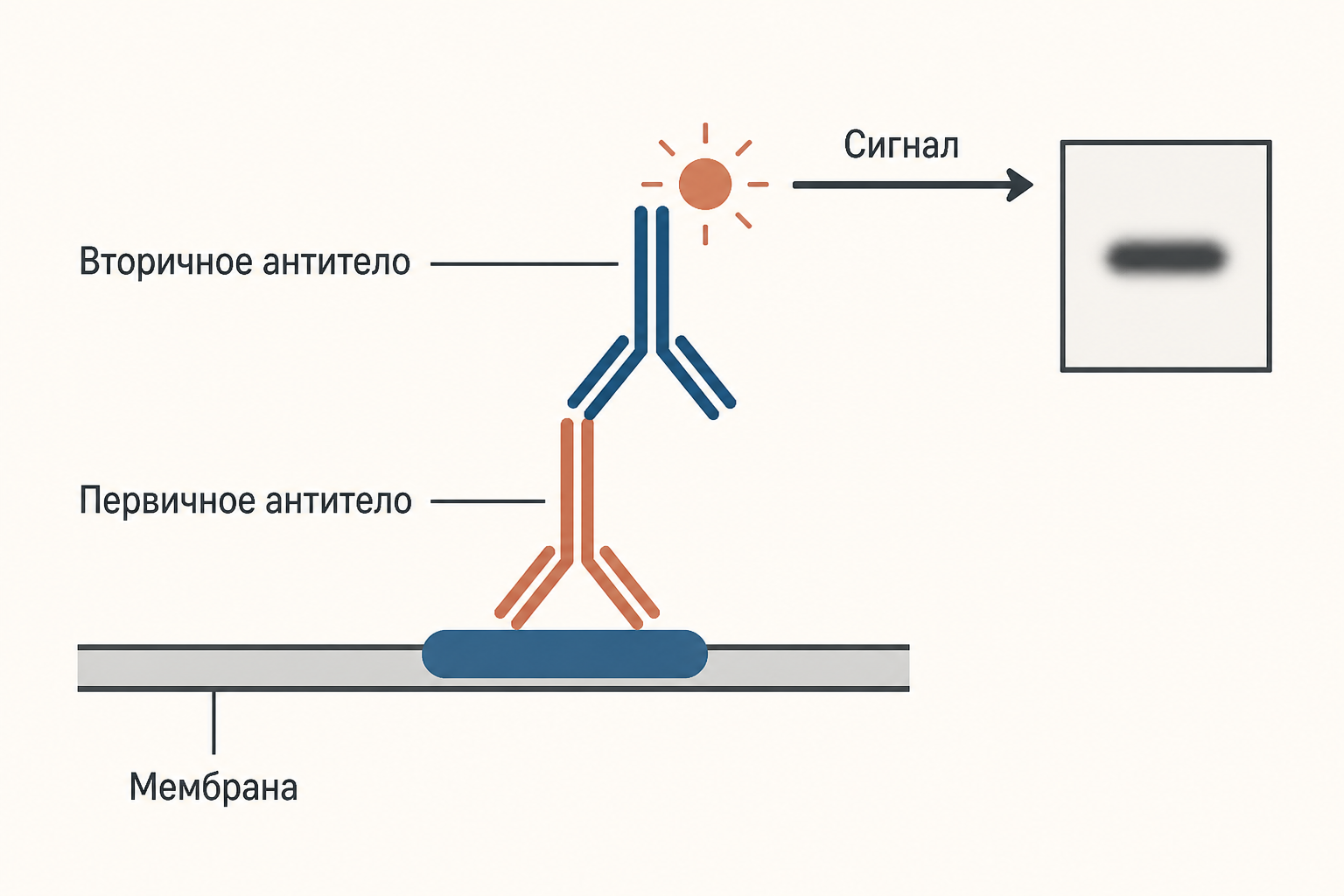 После связывания антитела метка создаёт световой или флуоресцентный сигнал в позиции белка-мишени