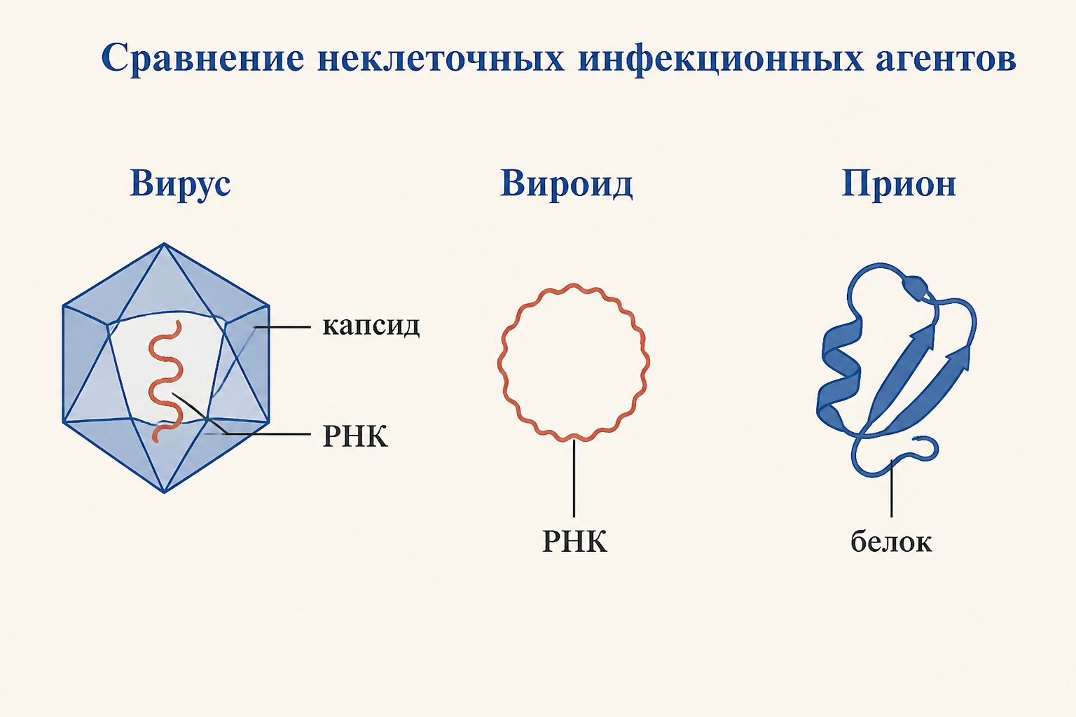 Сравнение строения вируса, вироида и приона по элементам