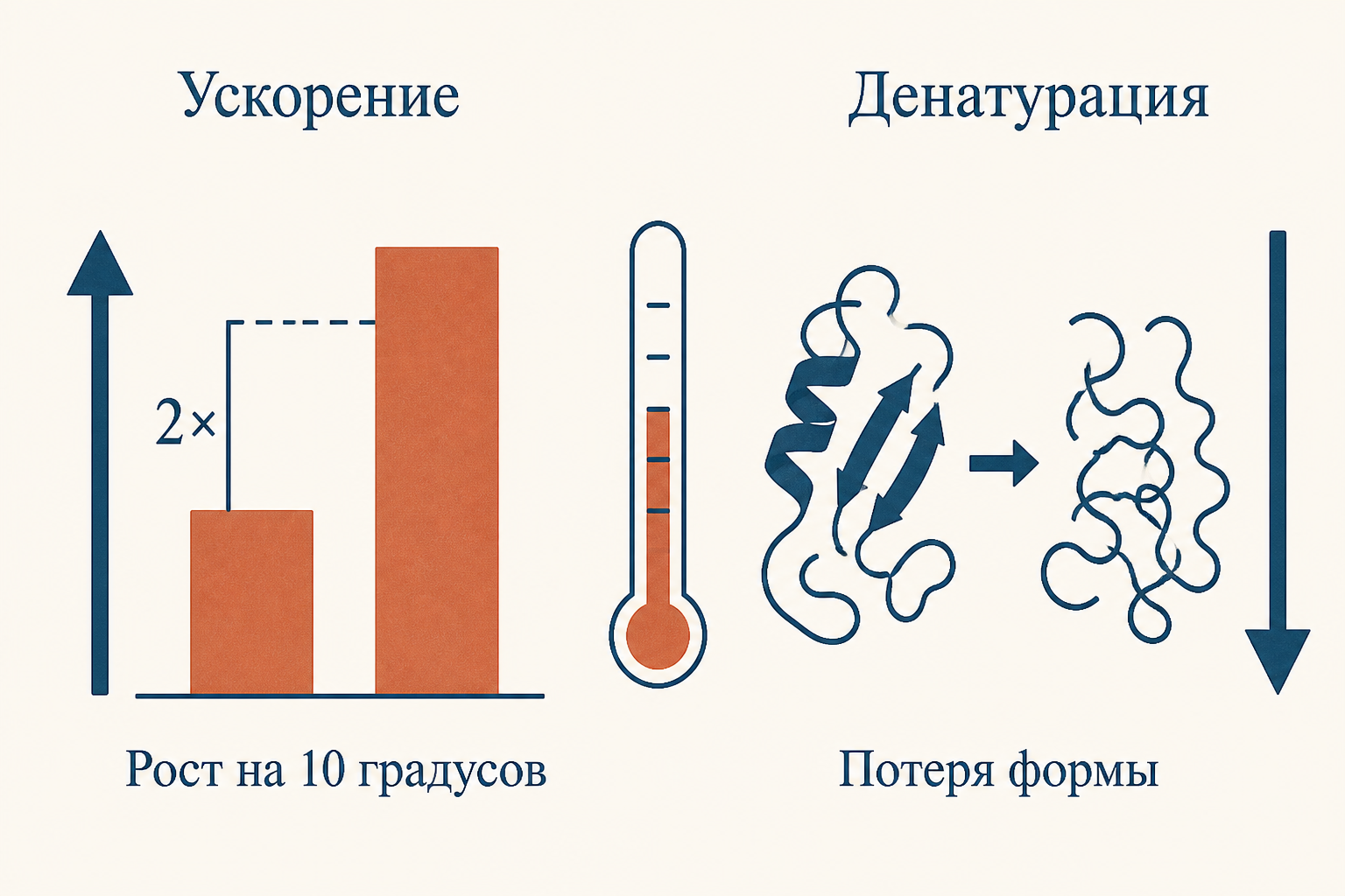 Слева ускорение реакции при росте температуры, справа денатурация фермента и потеря активности