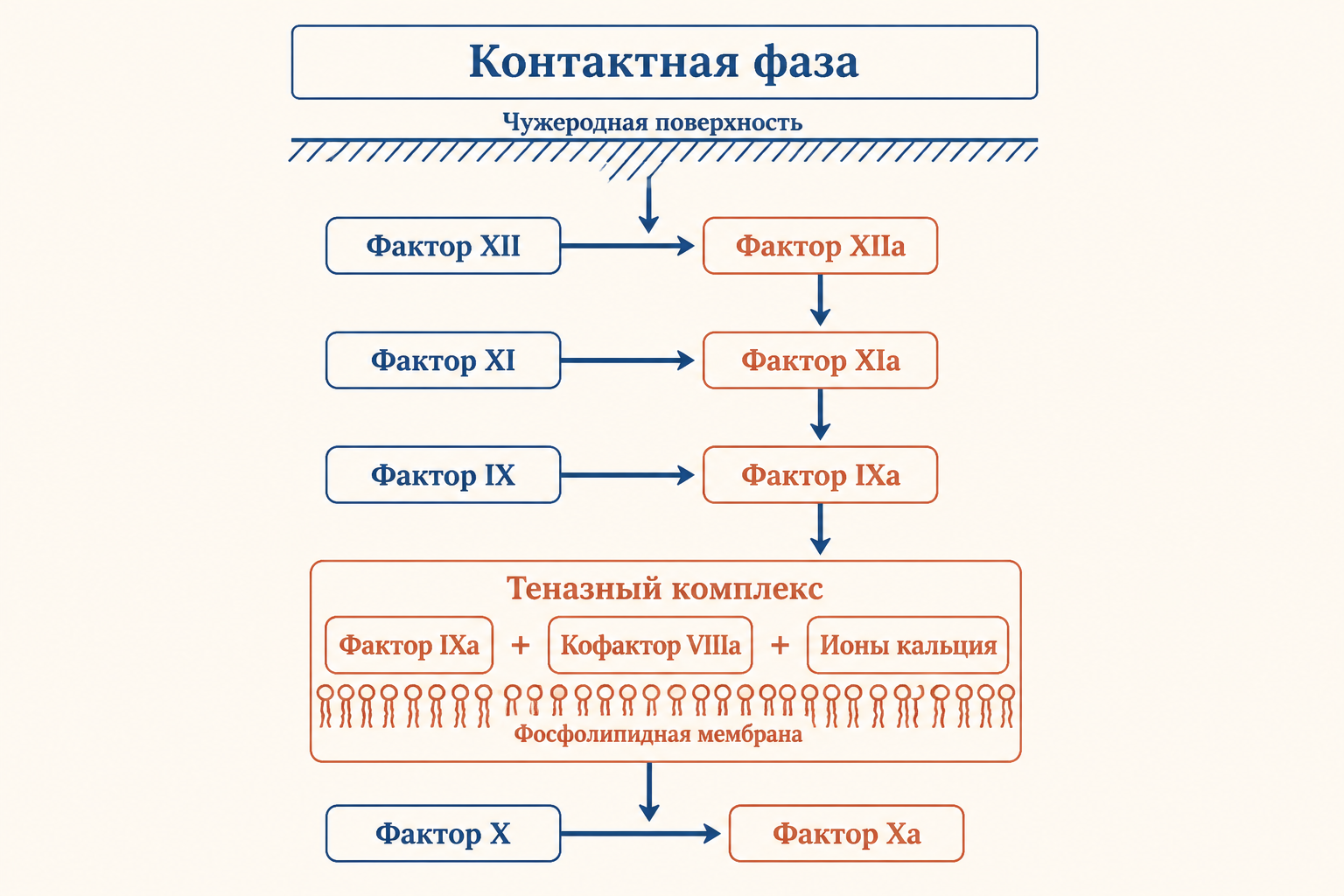 Внутренний путь свёртывания: факторы XII, XI, IX