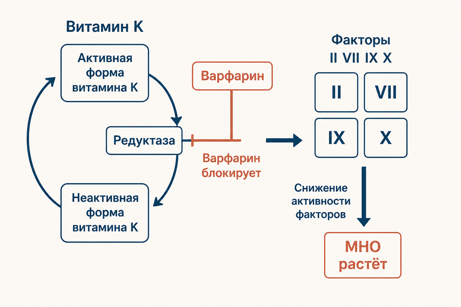 Витамин K и коагуляция: ингибирование варфарином