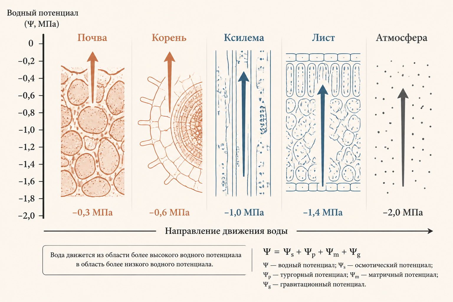 Водный потенциал: шкала значений от почвы через растение к атмосфере