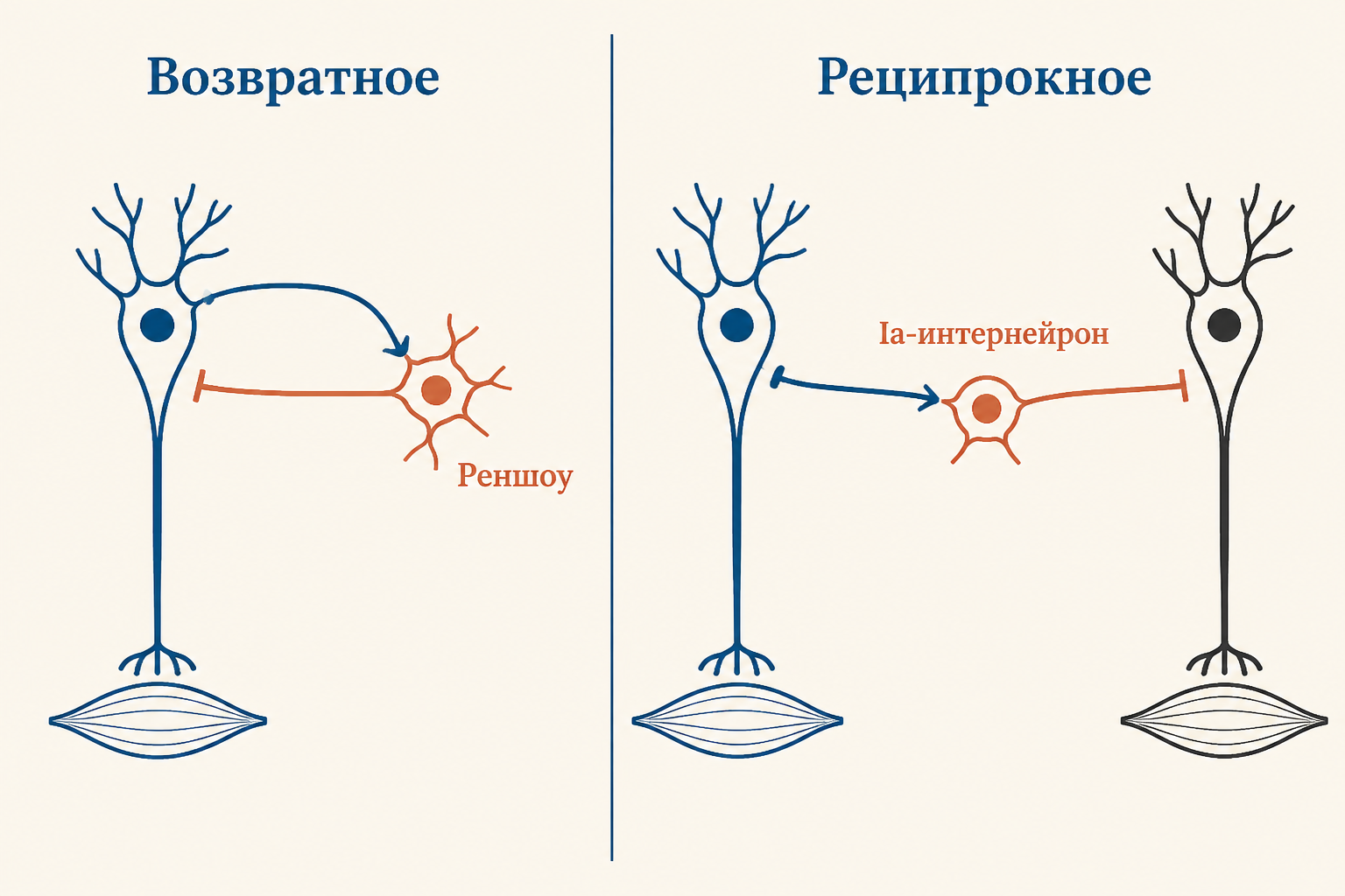 Сравнение схем: слева возвратное торможение через клетку Реншоу, справа реципрокное через интернейрон Ia