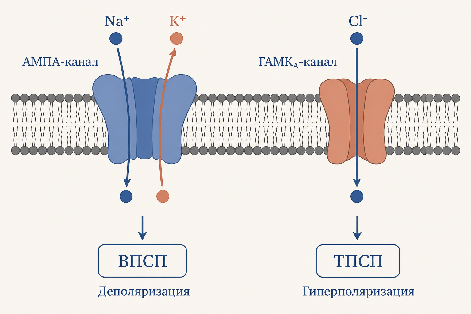 Ионные потоки при ВПСП и ТПСП: Na+ при деполяризации и Cl- при торможении