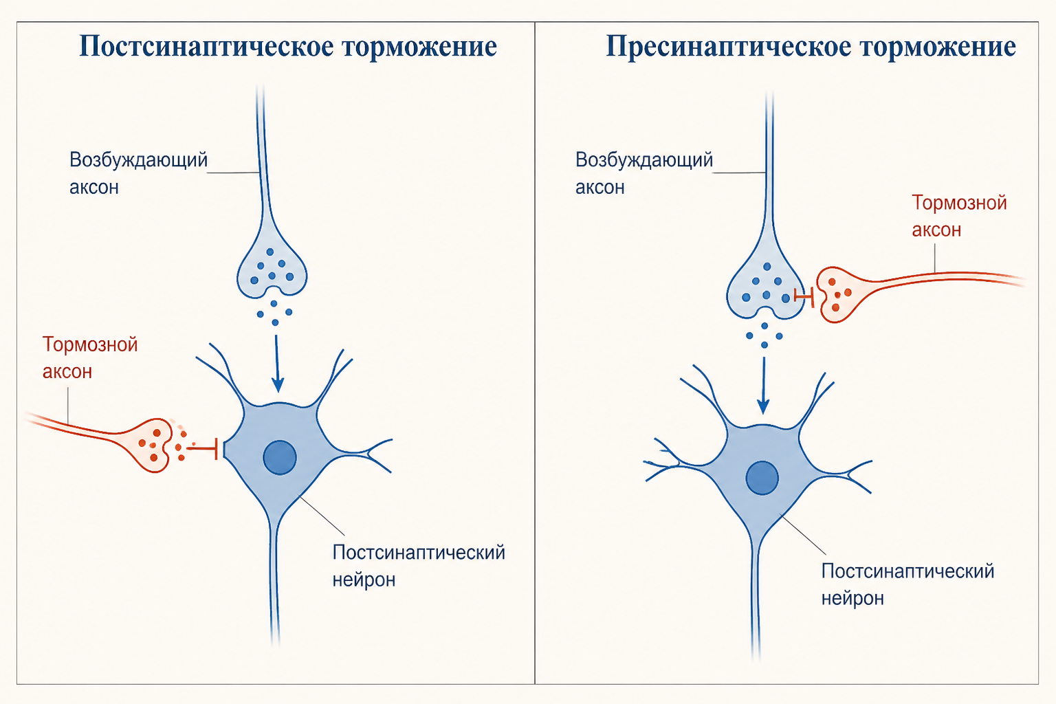 Пресинаптическое и постсинаптическое торможение: схема синапсов