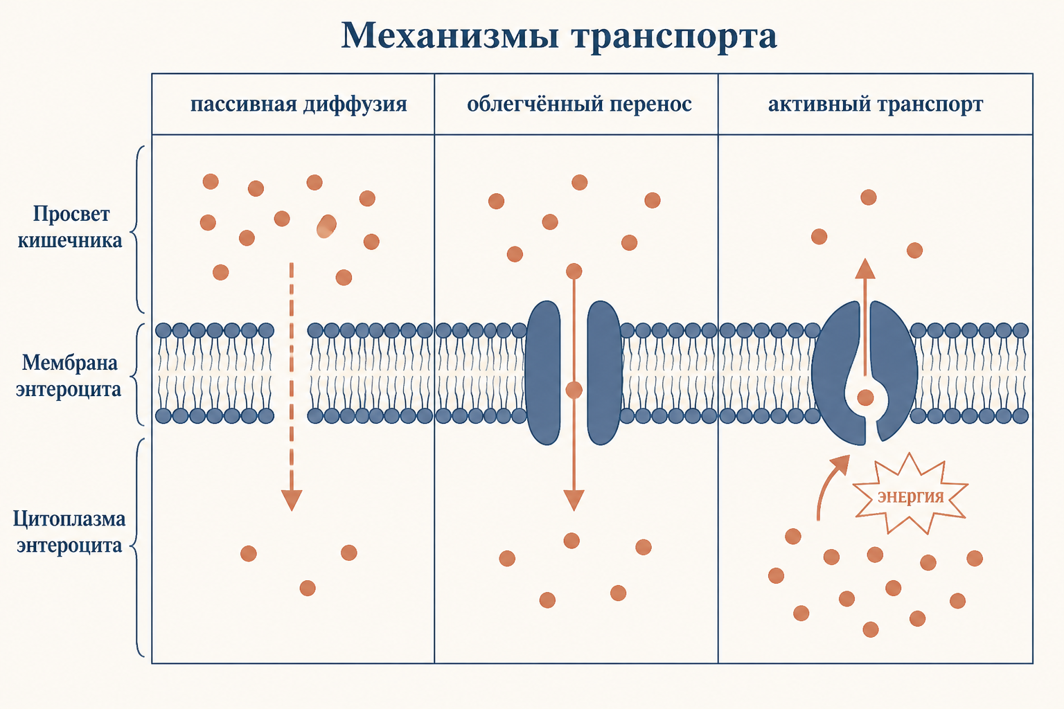 Три механизма переноса через мембрану энтероцита: пассивная диффузия по градиенту, облегчённый перенос через белок-переносчик и активный транспорт против градиента с затратой энергии