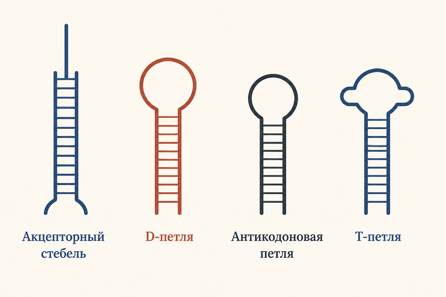 Четыре структурных элемента клеверного листа тРНК: акцепторный стебель, D-петля, антикодоновая петля и T-петля, показанные отдельными мотивами стебель-петля