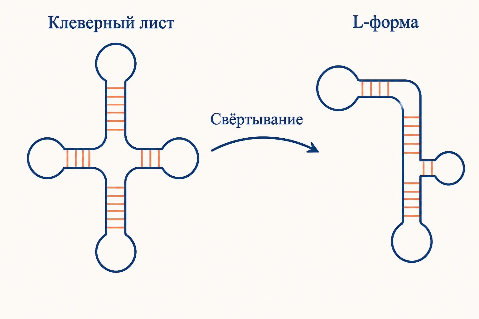 Переход от плоского клеверного листа тРНК к компактной L-образной третичной форме за счёт сворачивания петель