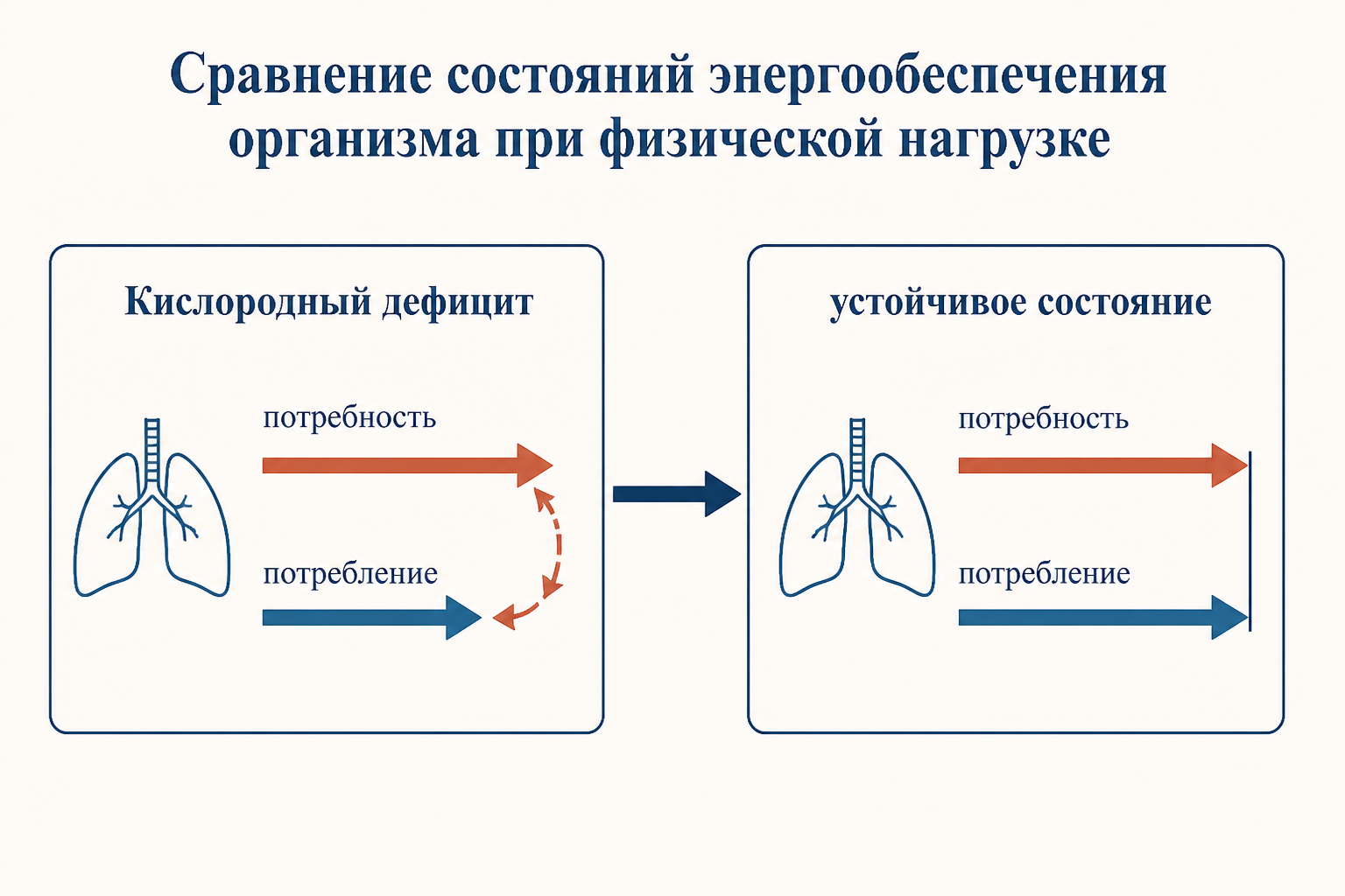 Сравнение двух состояний энергообеспечения: слева кислородный дефицит, где потребление кислорода отстаёт от потребности, справа устойчивое состояние, где приток и расход уравновешены