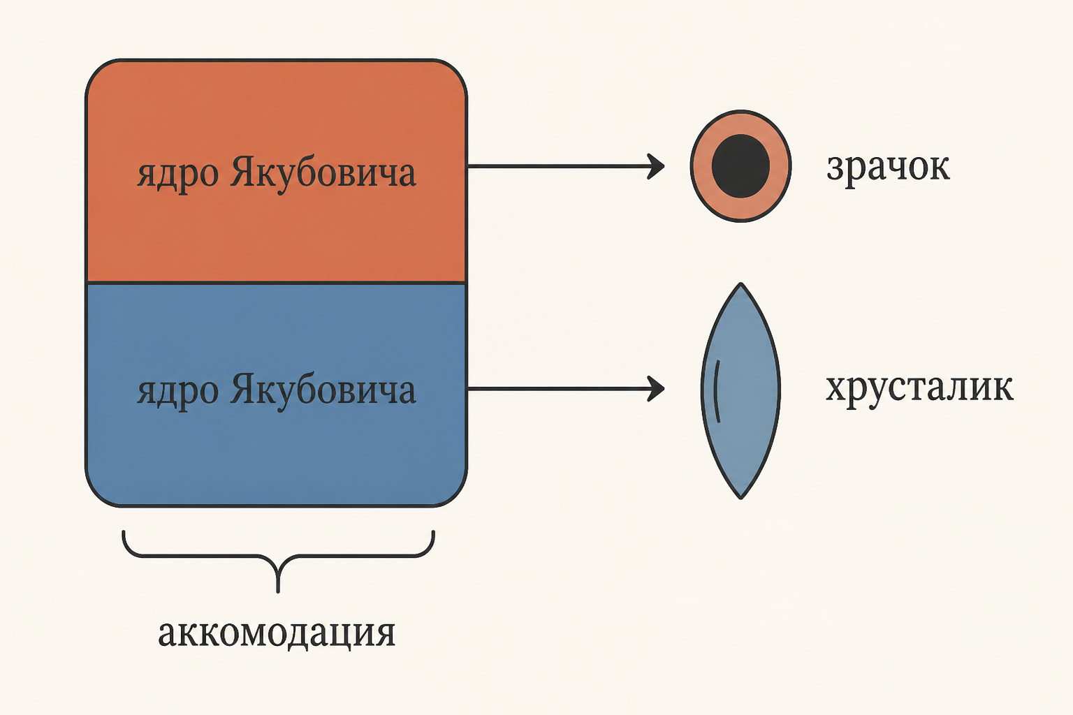 Две функциональные части ядра Якубовича: верхняя управляет сфинктером зрачка, нижняя - ресничной мышцей и аккомодацией хрусталика