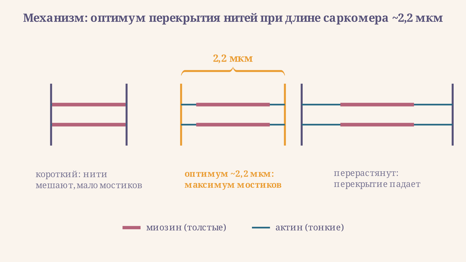 Саркомер при разном растяжении: при малой длине нити актина перекрываются и мешают друг другу, у оптимальной длины перекрытие актина и миозина максимально, число поперечных мостиков наибольшее