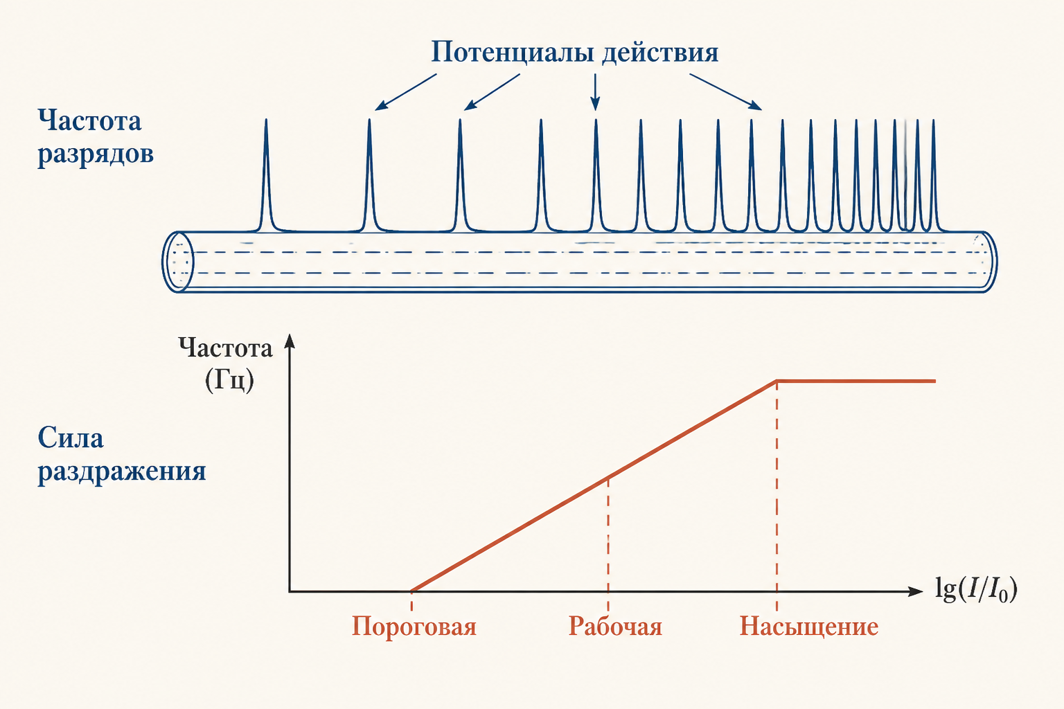Зависимость частоты нейронных разрядов от силы раздражения: логарифмическая кривая. Оси: частота (Гц) и log(I/I0). Отмечены зоны пороговые, рабочие, насыщения