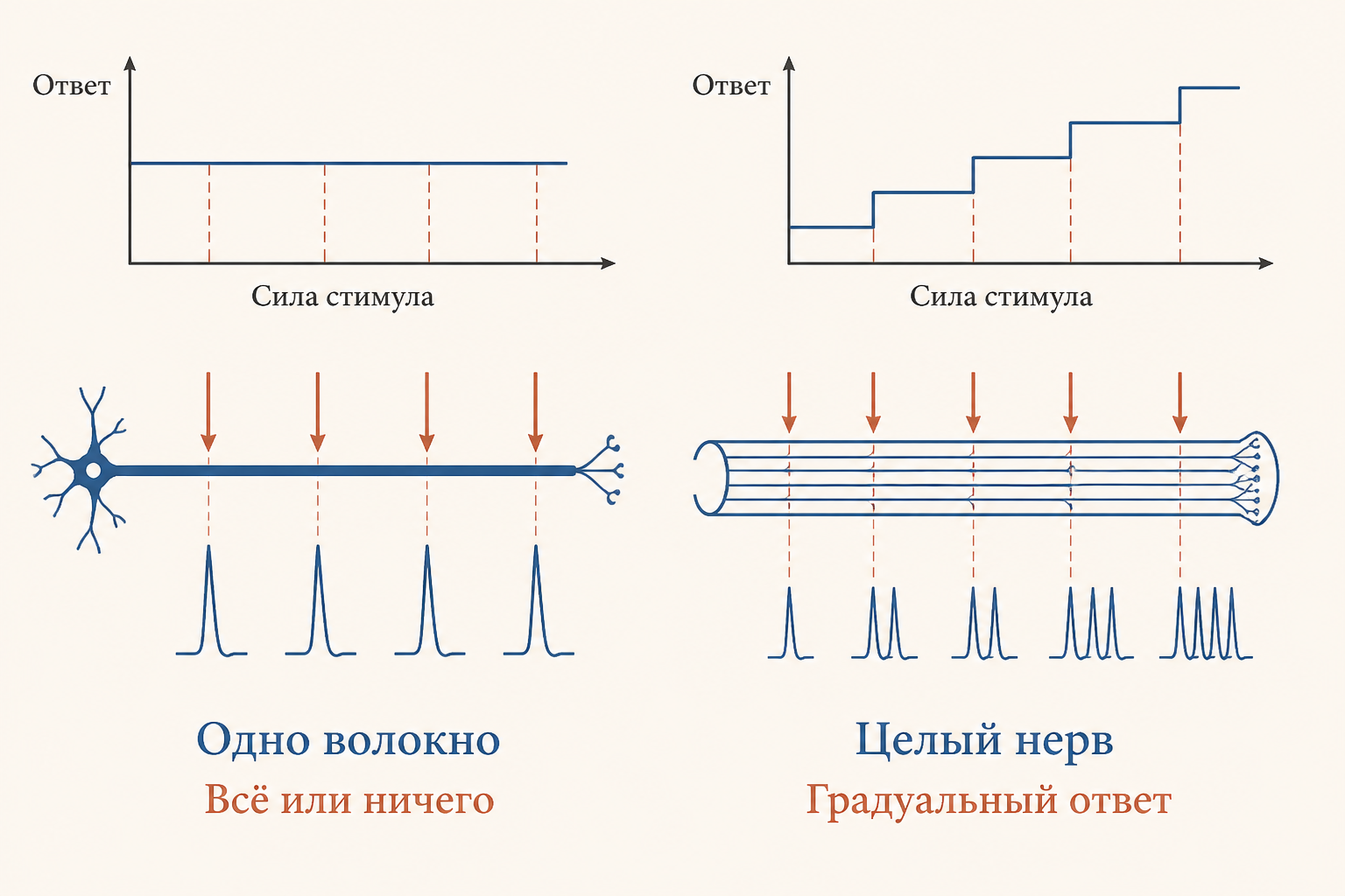 Сопоставление: одиночное волокно даёт постоянный ответ по закону всё или ничего, а целый нерв за счёт рекрутирования разнопороговых волокон отвечает градуально