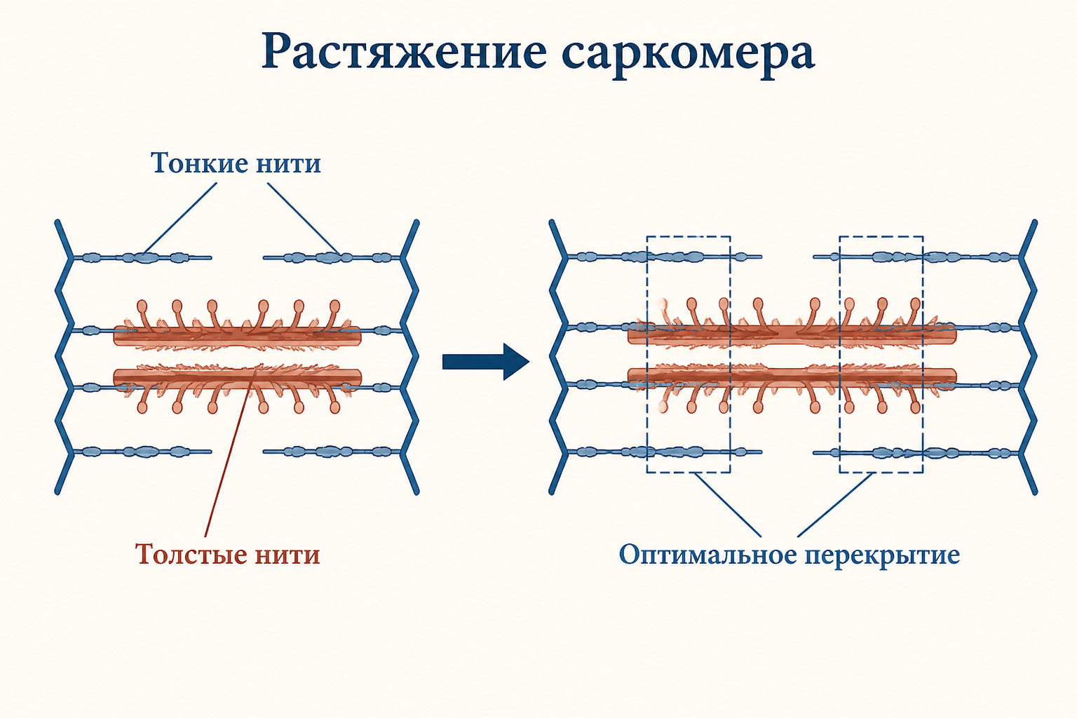 Растяжение саркомера: при умеренном растяжении тонкие и толстые нити выходят на оптимальное перекрытие, и число рабочих мостиков между ними максимально