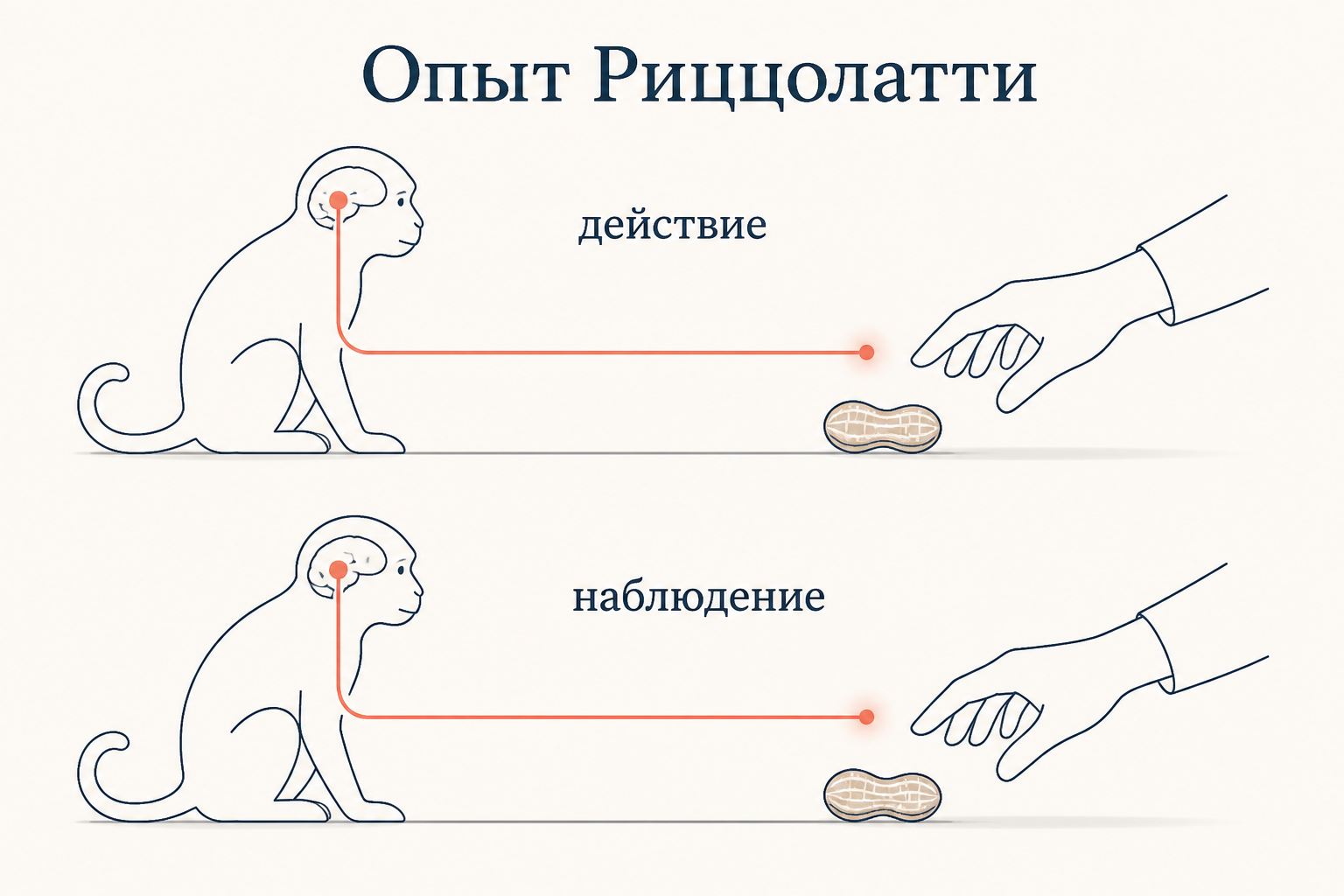 Опыт Риццолатти: нейрон макаки активируется одинаково, когда она берёт орех сама и когда видит, как его берёт другой