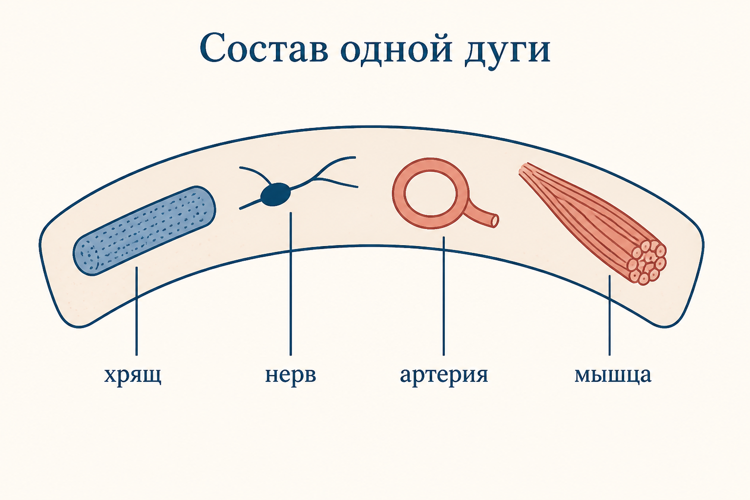 Схематический эмбрион сбоку: глотка и четыре изогнутые жаберные дуги, пронумерованные римскими цифрами от головы к туловищу