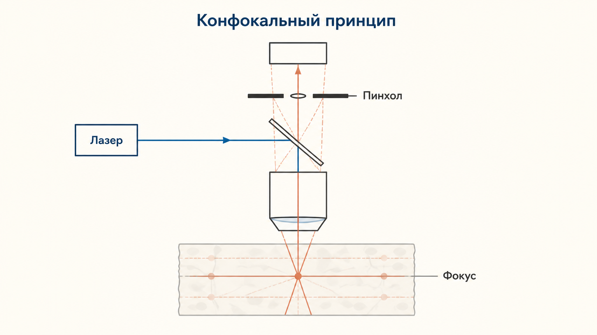 Схема конфокального принципа: лазер освещает фокус, а пинхол пропускает флуоресценцию из него и задерживает внефокусный свет.