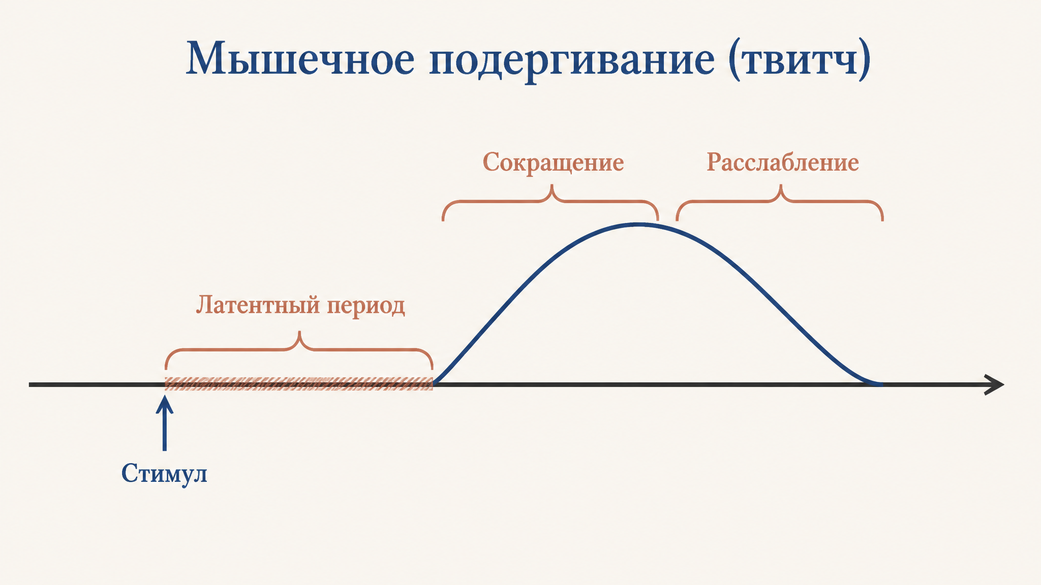 Одиночное мышечное сокращение: латентный период это плоский участок между стимулом и подъёмом кривой, за ним идут фазы сокращения и расслабления