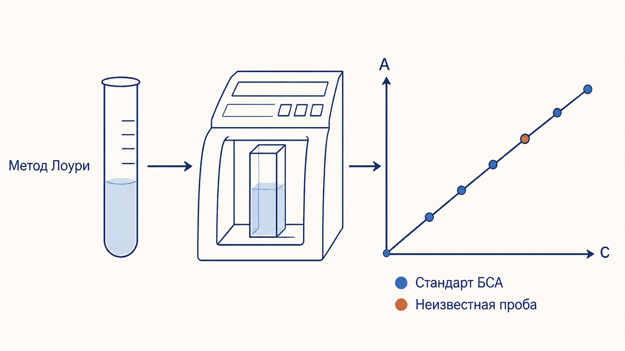 Схема метода Лоури: стандарт БСА и неизвестная проба проходят реакцию и измерение на спектрофотометре