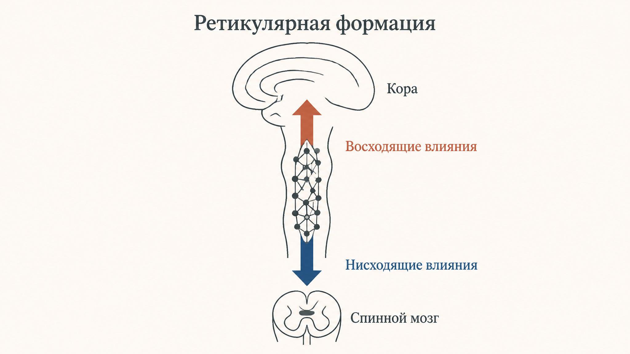 Схема ретикулярной формации в стволе мозга: сетевидное ядро с восходящими влияниями на кору и нисходящими на спинной мозг