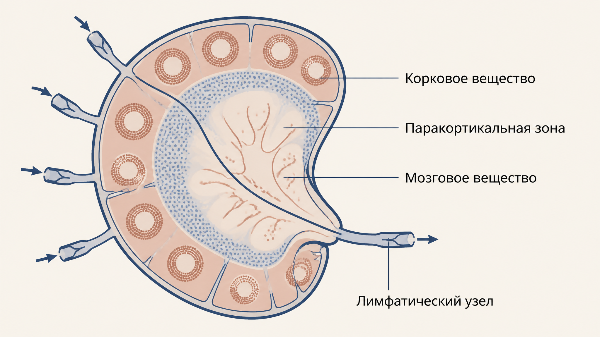 Схема лимфатического узла с корой, паракортикальной зоной и мозговым веществом